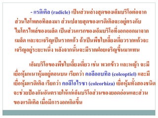 - แรดเิ คล (radicle) เปนสวนลางสุดของเอ็มบริโอตอจาก
                ิ
สวนไฮโพคอทิลลงมา สวนปลายสุดของแรดิเคิลจะอยูตรงกับ
ไมโครไพลของเมล็ด เปนสวนแรกของเอ็มบริโอทีงอกออกมาจาก
                                                ่
เมล็ด และจะเจริญเปนรากแกว ถาเปนพืชใบเลี้ยงเดี่ยวรากแกวจะ
เจริญอยูระยะหนึ่ง หลังจากนั้นจะมีรากฝอยเจริญขึ้นมาแทน
         เอ็มบริโอของพืชใบเลี้ยงเดี่ยว เชน พวกขาว และหญา จะมี
เยื่อหุมหนาหุมอยูตอนบน เรียกวา คอลีออบทิล (coleoptiel) และมี
เยื่อหุมแรดิเคิล เรียกวา คอลีโอไรซา (coleorhiza) เยื่อหุมทั้งสองชนิด
จะชวยปองกันอันตรายใหแกเอ็มบริโอสวนของยอดออนและสวน
ของแรดิเคิล เมื่อมีการงอกเกิดขึ้น
 