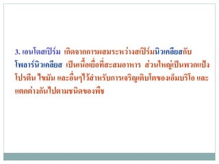 3. เอนโดสเปรม เกิดจากการผสมระหวางสเปรมนิวเคลียสกับ
            
โพลารนิวเคลียส เปนเนื้อเยื่อที่สะสมอาหาร สวนใหญเปนพวกแปง
โปรตีน ไขมัน และอื่นๆไวสําหรับการเจริญเติบโตของเอ็มบริโอ และ
แตกตางกนไปตามชนดของพช
       ั           ิ         ื
 