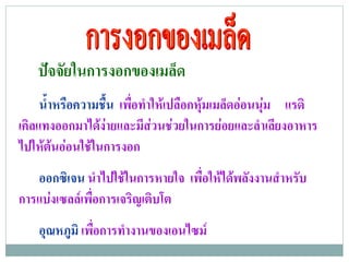 ปจจัยในการงอกของเมล็ด
     น้ําหรือความชื้น เพือทําใหเปลือกหุมเมล็ดออนนุม แรดิ
                         ่                         
เคิลแทงออกมาไดงายและมีสวนชวยในการยอยและลําเลียงอาหาร
ไปใหตนออนใชในการงอก
   ออกซิเจน นําไปใชในการหายใจ เพื่อใหไดพลังงานสําหรับ
การแบงเซลลเพื่อการเจริญเติบโต
   อุณหภูมิ เพอการทางานของเอนไซม
              ่ื   ํ
 