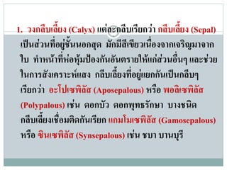 1. วงกลีบเลี้ยง (Calyx) แตละกลีบเรียกวา กลีบเลี้ยง (Sepal)
 เปนสวนที่อยูชั้นนอกสุด มักมีสีเขียวเนื่องจากเจริญมาจาก
 ใบ ทําหนาที่หอหุมปองกันอันตรายใหแกสวนอื่นๆ และชวย
 ในการสังเคราะหแสง กลีบเลี้ยงที่อยูแยกกันเปนกลีบๆ
 เรียกวา อะโปเซพิลัส (Aposepalous) หรือ พอลิเซพิลัส
 (Polypalous) เชน ดอกบัว ดอกพุทธรักษา บางชนิด
 กลีบเลี้ยงเชื่อมติดกันเรียก แกมโมเซพิลัส (Gamosepalous)
 หรือ ซินเซพิลัส (Synsepalous) เชน ชบา บานบุรี
 