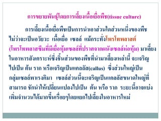 การขยายพันธุโดยการเลี้ยงเนื้อเยื่อพืช(tissue culture)
         การเลี้ยงเนื้อเยื่อพืชเปนการนําเอาสวนใดสวนหนึงของพืช
                                                         ่
ไมวาจะเปนอวัยวะ เนื้อเยื่อ เซลล แมกระทั่งโพรโทพลาสต
(โพรโทพลาสซึมทีมีเยื่อหุมเซลลที่ปราศจากผนังเซลลหอหุม) มาเลี้ยง
                      ่                                    
ในอาหารสังเคราะหซึ่งชิ้นสวนของพืชที่นํามาเลี้ยงเหลานี้ จะเจริญ
ไปเปน ตน ราก หรือเจริญเปนแคลลัส(callus) ซึงสวนใหญเปน
                                                  ่
กลุมเซลลพาเรงคิมา เซลลสวนนีจะเจริญเปนแคลลัสขนาดใหญที่
                                    ้
สามารถ ชักนําใหเปลี่ยนแปลงไปเปน ตน หรือ ราก ระยะนี้อาจแบง
เพิ่มจํานวนไดมากขึ้นเรือยๆโดยแยกไปเลี้ยงในอาหารใหม
                            ่
 