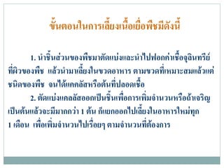 ขั้นตอนในการเลียงเนื้อเยือพืชมีดังนี้
                            ้         ่

        1. นําชิ้นสวนของพืชมาตัดแบงและนําไปฟอกคาเชื้อจุลนทรีย
                                                           ิ
ที่ผิวของพืช แลวนํามาเลียงในขวดอาหาร ตามขวดที่เหมาะสมแลวแต
                         ้
ชนิดของพืช จนไดแคคลัสหรือตนที่ปลอดเชื้อ
        2. ตัดแบงแคลลัสออกเปนชินเพื่อการเพิมจํานวนหรือถาเจริญ
                                   ้         ่
เปนตนแลวจะมีมากกวา 1 ตน ก็แยกออกไปเลี้ยงในอาหารใหมทุก
1 เดือน เพื่อเพิ่มจํานวนไปเรื่อยๆ ตามจํานวนที่ตองการ
 