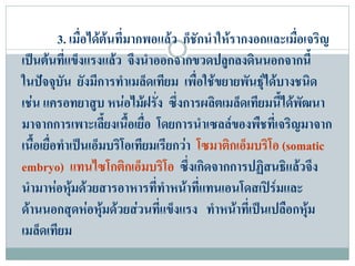 3. เมือไดตนที่มากพอแลว ก็ชักนําใหรากงอกและเมื่อเจริญ
                ่
เปนตนที่แข็งแรงแลว จึงนําออกจากขวดปลูกลงดินนอกจากนี้
ในปจจุบน ยังมีการทําเมล็ดเทียม เพื่อใชขยายพันธุไดบางชนิด
           ั
เชน แครอทยาสูบ หนอไมฝรั่ง ซึ่งการผลิตเมล็ดเทียมนี้ไดพัฒนา
มาจากการเพาะเลี้ยงเนื้อเยื่อ โดยการนําเซลลของพืชที่เจริญมาจาก
เนื้อเยื่อทําเปนเอ็มบริโอเทียมเรียกวา โซมาติกเอ็มบริโอ (somatic
embryo) แทนไซโกติกเอ็มบริโอ ซึ่งเกิดจากการปฏิสนธิแลวจึง
นํามาหอหุมดวยสารอาหารที่ทําหนาที่แทนเอนโดสเปรมและ
              
ดานนอกสุดหอหุมดวยสวนที่แข็งแรง ทําหนาที่เปนเปลือกหุม
                                                             
เมล็ดเทียม
 