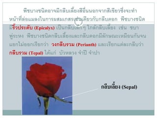 พืชบางชนิดอาจมีกลีบเลี้ยงสีอนนอกจากสีเขียวซึ่งจะทํา
                                     ื่
หนาที่ลอแมลงในการผสมเกสรเชนเดียวกับกลีบดอก พืชบางชนิด
มีริ้วประดับ (Epicalyx) เปนกลีบเล็กๆ ใกลกลีบเลียง เชน ชบา
                                                 ้
พูระหง พืชบางชนิดกลีบเลี้ยงและกลีบดอกมีลักษณะเหมือนกันจน
แยกไมออกเรียกวา วงกลีบรวม (Perianth) และเรียกแตละกลีบวา
กลีบรวม (Tepal) ไดแก บัวหลวง จําป จําปา



                                        กลีบเลี้ยง (Sepal)
 