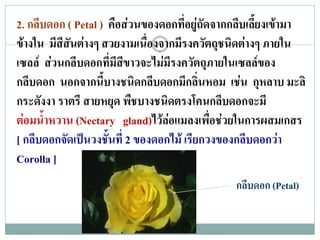 2. กลีบดอก ( Petal ) คือสวนของดอกที่อยูถัดจากกลีบเลี้ยงเขามา
ขางใน มีสีสนตางๆ สวยงามเนื่องจากมีรงควัตถุชนิดตางๆ ภายใน
            ั
เซลล สวนกลีบดอกที่มีสขาวจะไมมีรงควัตถุภายในเซลลของ
                         ี
กลีบดอก นอกจากนีบางชนิดกลีบดอกมีกลินหอม เชน กุหลาบ มะลิ
                    ้                     ่
กระดังงา ราตรี สายหยุด พืชบางชนิดตรงโคนกลีบดอกจะมี
ตอมน้ําหวาน (Nectary gland)ไวลอแมลงเพื่อชวยในการผสมเกสร
[ กลีบดอกจัดเปนวงชั้นที่ 2 ของดอกไม เรียกวงของกลีบดอกวา
Corolla ]
                                               กลีบดอก (Petal)
 