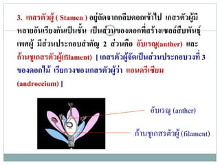 3. เกสรตัวผู ( Stamen ) อยูถัดจากกลีบดอกเขาไป เกสรตัวผูมี
หลายอันเรียงกันเปนชัน เปนสวนของดอกที่สรางเซลลสบพันธุ
                       ้                               ื
เพศผู มีสวนประกอบสําคัญ 2 สวนคือ อับเรณู(anther) และ
กานชูเกสรตัวผู(filament) [ เกสรตัวผูจัดเปนสวนประกอบวงที่ 3
ของดอกไม เรียกวงของเกสรตัวผูวา แอนดรีเซียม
(androecium) ]

                                            อบเรณู (anther)
                                             ั

                                       กานชูเกสรตัวผู (filament)
 