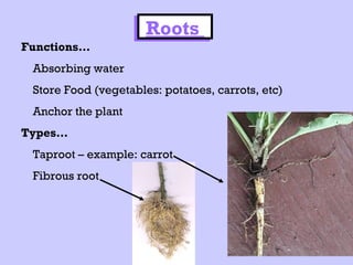 Taproots Example Fruits Plant | PPT
