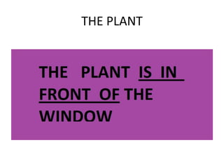 THE PLANT 
