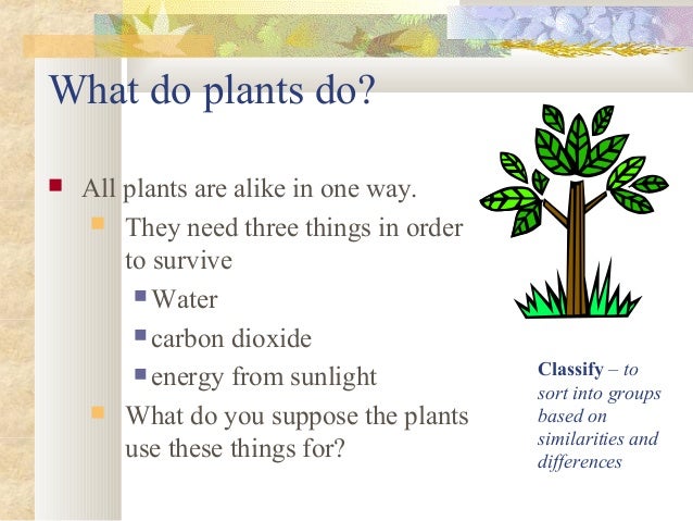 Do Nonvascular Plants Use Photosynthesis To Make Food Do Nonvascular Plants Use Photosynthesis To Make Food