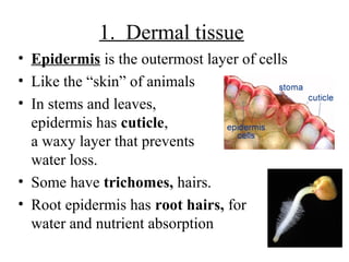 1. Dermal tissue
• Epidermis is the outermost layer of cells
• Like the “skin” of animals
• In stems and leaves,
epidermis has cuticle,
a waxy layer that prevents
water loss.
• Some have trichomes, hairs.
• Root epidermis has root hairs, for
water and nutrient absorption
 