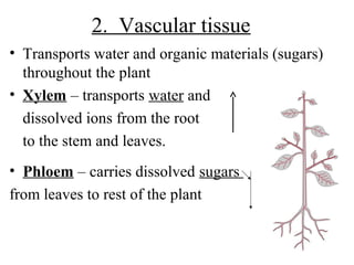 2. Vascular tissue
• Transports water and organic materials (sugars)
throughout the plant
• Xylem – transports water and
dissolved ions from the root
to the stem and leaves.
• Phloem – carries dissolved sugars
from leaves to rest of the plant
 
