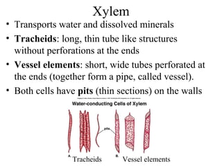 Xylem
• Transports water and dissolved minerals
• Tracheids: long, thin tube like structures
without perforations at the ends
• Vessel elements: short, wide tubes perforated at
the ends (together form a pipe, called vessel).
• Both cells have pits (thin sections) on the walls
Tracheids Vessel elements
 