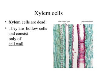 Xylem cells
• Xylem cells are dead!
• They are hollow cells
and consist
only of
cell wall
 