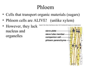 Phloem
• Cells that transport organic materials (sugars)
• Phloem cells are ALIVE! (unlike xylem)
• However, they lack
nucleus and
organelles
 