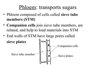 Phloem: transports sugars
• Phloem composed of cells called sieve tube
members (STM)
• Companion cells join sieve tube members, are
related, and help to load materials into STM
• End walls of STM have large pores called
sieve plates
Sieve tube member
Companion cells
Sieve plates
 