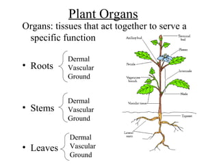 Plant Organs
Organs: tissues that act together to serve a
specific function
• Roots
• Stems
• Leaves
Dermal
Vascular
Ground
Dermal
Vascular
Ground
Dermal
Vascular
Ground
 