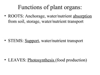 Functions of plant organs:
• ROOTS: Anchorage, water/nutrient absorption
from soil, storage, water/nutrient transport
• STEMS: Support, water/nutrient transport
• LEAVES: Photosynthesis (food production)
 