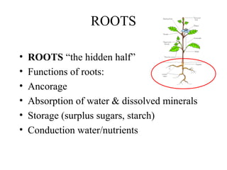 ROOTS
• ROOTS “the hidden half”
• Functions of roots:
• Ancorage
• Absorption of water & dissolved minerals
• Storage (surplus sugars, starch)
• Conduction water/nutrients
 