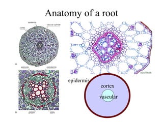 Anatomy of a root
epidermis
cortex
vascular
 