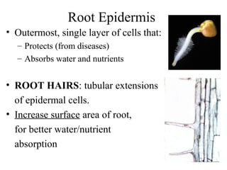 Root Epidermis
• Outermost, single layer of cells that:
– Protects (from diseases)
– Absorbs water and nutrients
• ROOT HAIRS: tubular extensions
of epidermal cells.
• Increase surface area of root,
for better water/nutrient
absorption
 