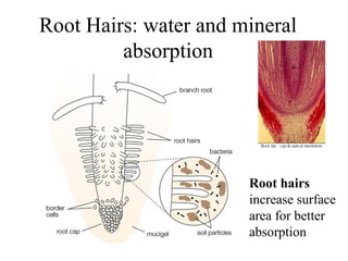 Root Hairs: water and mineral
absorption
Root hairs
increase surface
area for better
absorption
 