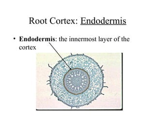 Root Cortex: Endodermis
• Endodermis: the innermost layer of the
cortex
 