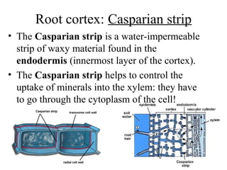 Root cortex: Casparian strip
• The Casparian strip is a water-impermeable
strip of waxy material found in the
endodermis (innermost layer of the cortex).
• The Casparian strip helps to control the
uptake of minerals into the xylem: they have
to go through the cytoplasm of the cell!
 