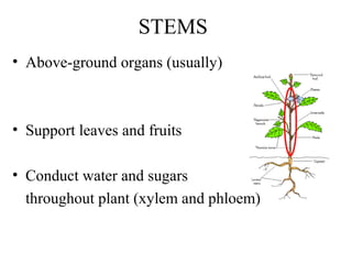 STEMS
• Above-ground organs (usually)
• Support leaves and fruits
• Conduct water and sugars
throughout plant (xylem and phloem)
 