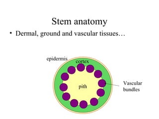 Stem anatomy
• Dermal, ground and vascular tissues…
pith
cortex
epidermis
Vascular
bundles
 