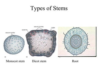 Types of Stems
Monocot stem Dicot stem Root
 