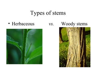 Types of stems
• Herbaceous vs. Woody stems
 
