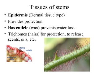 Tissues of stems
• Epidermis (Dermal tissue type)
• Provides protection
• Has cuticle (wax) prevents water loss
• Trichomes (hairs) for protection, to release
scents, oils, etc.
 