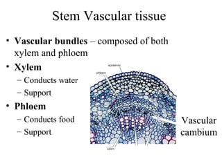 Stem Vascular tissue
• Vascular bundles – composed of both
xylem and phloem
• Xylem
– Conducts water
– Support
• Phloem
– Conducts food
– Support
Vascular
cambium
 