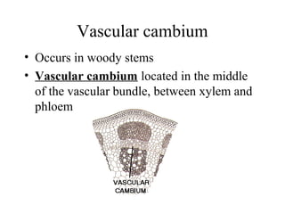 Vascular cambium
• Occurs in woody stems
• Vascular cambium located in the middle
of the vascular bundle, between xylem and
phloem
 
