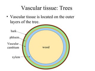 Vascular tissue: Trees
• Vascular tissue is located on the outer
layers of the tree.
wood
phloem
xylem
bark
Vascular
cambium
 