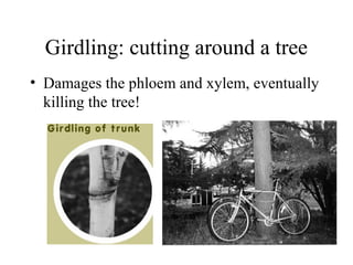 Girdling: cutting around a tree
• Damages the phloem and xylem, eventually
killing the tree!
 