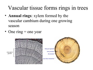 Vascular tissue forms rings in trees
• Annual rings: xylem formed by the
vascular cambium during one growing
season
• One ring = one year
 