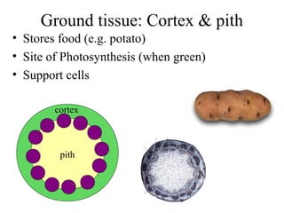 Ground tissue: Cortex & pith
• Stores food (e.g. potato)
• Site of Photosynthesis (when green)
• Support cells
pith
cortex
 
