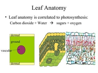 Leaf Anatomy
• Leaf anatomy is correlated to photosynthesis:
Carbon dioxide + Water  sugars + oxygen
dermal
ground
vascular
dermal
 