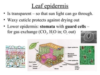 Leaf epidermis
• Is transparent – so that sun light can go through.
• Waxy cuticle protects against drying out
• Lower epidermis: stomata with guard cells –
for gas exchange (CO2, H2O in; O2 out)
 