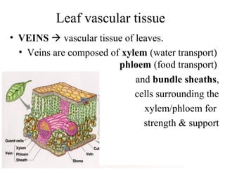 Leaf vascular tissue
• VEINS  vascular tissue of leaves.
• Veins are composed of xylem (water transport)
phloem (food transport)
and bundle sheaths,
cells surrounding the
xylem/phloem for
strength & support
 