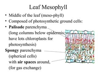 Leaf Mesophyll
• Middle of the leaf (meso-phyll)
• Composed of photosynthetic ground cells:
• Palisade parenchyma
(long columns below epidermis;
have lots chloroplasts for
photosynthesis)
Spongy parenchyma
(spherical cells)
with air spaces around,
(for gas exchange)
 