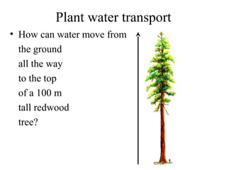 Plant water transport
• How can water move from
the ground
all the way
to the top
of a 100 m
tall redwood
tree?
 