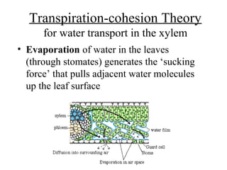 Transpiration-cohesion Theory
for water transport in the xylem
• Evaporation of water in the leaves
(through stomates) generates the ‘sucking
force’ that pulls adjacent water molecules
up the leaf surface
 