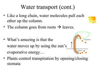 Water transport (cont.)
• Like a long chain, water molecules pull each
other up the column.
• The column goes from roots  leaves.
• What’s amazing is that the
water moves up by using the sun’s
evaporative energy…
• Plants control transpiration by opening/closing
stomata
 