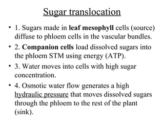 Sugar translocation
• 1. Sugars made in leaf mesophyll cells (source)
diffuse to phloem cells in the vascular bundles.
• 2. Companion cells load dissolved sugars into
the phloem STM using energy (ATP).
• 3. Water moves into cells with high sugar
concentration.
• 4. Osmotic water flow generates a high
hydraulic pressure that moves dissolved sugars
through the phloem to the rest of the plant
(sink).
 
