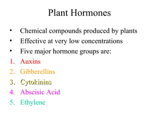 Plant Hormones
• Chemical compounds produced by plants
• Effective at very low concentrations
• Five major hormone groups are:
1. Auxins
2. Gibberellins
3.3. CytokininsCytokinins
4. Abscisic Acid
5. Ethylene
 