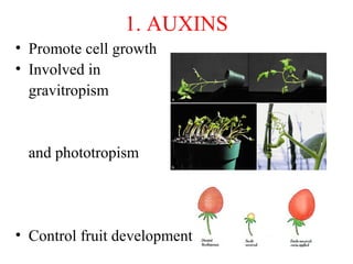 1. AUXINS
• Promote cell growth
• Involved in
gravitropism
and phototropism
• Control fruit development
 