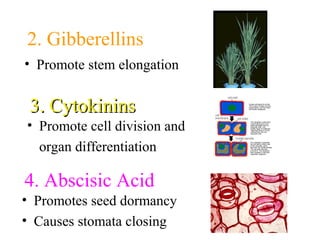 2. Gibberellins
• Promote stem elongation
3. Cytokinins3. Cytokinins
• Promote cell division and
organ differentiation
4. Abscisic Acid
• Promotes seed dormancy
• Causes stomata closing
 