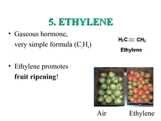 5. ETHYLENE5. ETHYLENE
• Gaseous hormone,
very simple formula (C2H4)
• Ethylene promotes
fruit ripening!
Air Ethylene
 